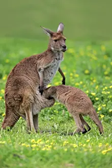 Western Grey Kangaroo (Macropus fuliginosus fuliginosus) Kangaroo Island subspecies, adult female and young