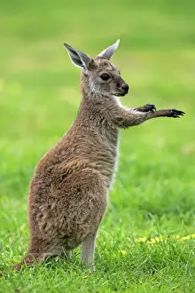 Western Grey Kangaroo (Macropus fuliginosus fuliginosus) Kangaroo Island subspecies, young, grooming, South Australia