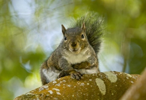 Grey Prints: Western Grey Squirrel (Sciurus griseus ssp)