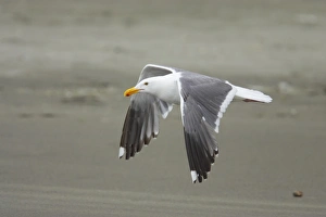 Oregon Prints: Western Gull (Larus occidentalis) adult