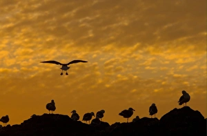 Western Gull (Larus occidentalis) flock, in flight, coming into roost on rocks, silhouetted at sunset, Seal Rocks, Point Lobos, San Francisco, California, U. S. A. november