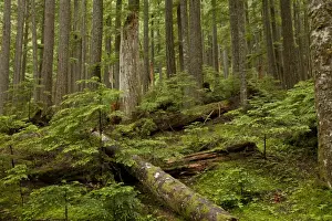 Washington Prints: Western Hemlock (Tsuga heterophylla) and Western Red Cedar (Thuja plicata) ancient forest habitat with snags and logs