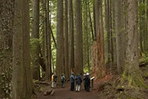 Western Hemlock (Tsuga heterophylla) and Western Red Cedar (Thuja plicata) ancient forest habitat with tourist group