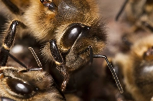 Western Honey Bee (Apis mellifera) adult, close-up of head, clearly showing hairs growing from eye, Crossness Nature Reserve, Bexley, Kent, England, may