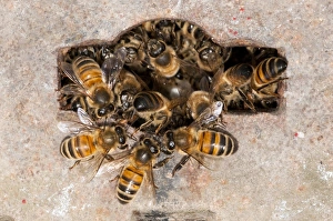 Underground Prints: Western Honey Bee (Apis mellifera) adults