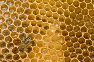 Honeybee Prints: Western Honey Bee (Apis mellifera) female worker