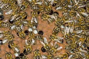 Western Honey Bee (Apis mellifera) female workers, on brood comb inside hive, Norfolk, England, july
