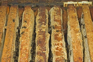 Western Honey Bee (Apis mellifera) female workers, on frames with combs inside hive, Norfolk, England, july