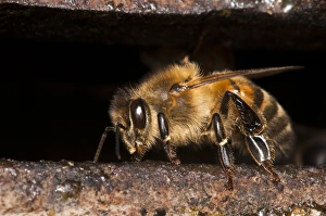 Guards Prints: Western Honey Bee (Apis mellifera) guard worker