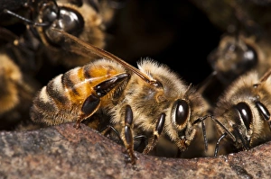 Guards Prints: Western Honey Bee (Apis mellifera) guard workers