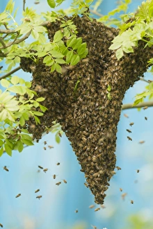 Wild Prints: Western Honey Bee (Apis mellifera) swarm