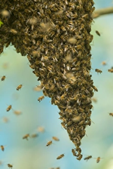 Western Honey Bee (Apis mellifera) swarm, hanging from branch of tree, Sheffield, South Yorkshire, England, May