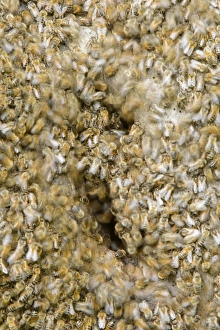 Wild Prints: Western Honey Bee (Apis mellifera) wild swarm