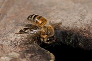 Western Honey Bee (Apis mellifera) worker, returning to nest after foraging, nesting in Thames Water hydrant chamber