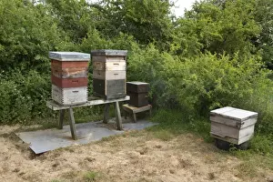 Western Honey bee hives showing the different sections with will contain honey and the larva of the bee colony