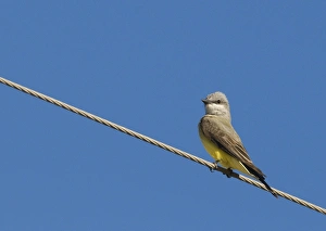 Overhead Prints: Western Kingbird (Tyrannus verticalis) adult