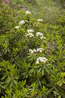 Californian Prints: Western Labrador Tea (Ledum glandulosum) flowering