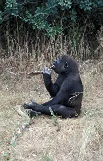 Primates Prints: Western Lowland Gorilla (Gorilla g gorilla) Cleaning teeth with stick