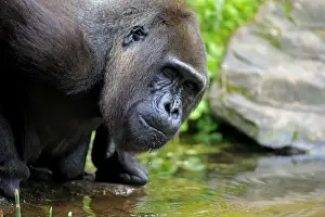 Western Lowland Gorilla (Gorilla gorilla gorilla) adult female, close-up of head, drinking (captive)