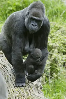 Western Lowland Gorilla (Gorilla gorilla gorilla) adult female holding baby, Durrell Wildlife Park (Jersey Zoo)