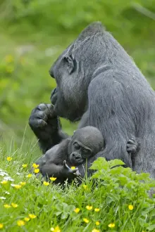 Western Lowland Gorilla (Gorilla gorilla gorilla) adult female holding baby, Durrell Wildlife Park (Jersey Zoo)