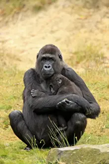 Western Lowland Gorilla (Gorilla gorilla gorilla) adult female holding young (captive)