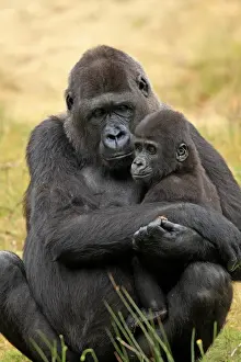 Western Lowland Gorilla (Gorilla gorilla gorilla) adult female holding young (captive)