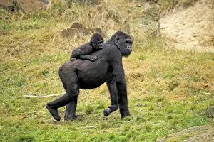 Western Lowland Gorilla (Gorilla gorilla gorilla) adult female with young on back (captive)