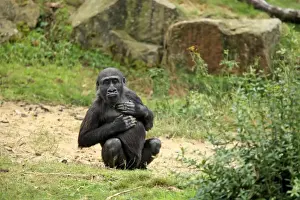 Western Lowland Gorilla (Gorilla gorilla gorilla) immature, sitting on ground (captive)