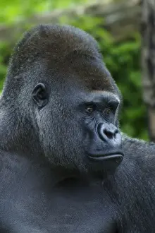 Western Lowland Gorilla (Gorilla gorilla gorilla) silverback adult male, close-up of head