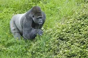 Western Lowland Gorilla (Gorilla gorilla gorilla) silverback adult male, feeding on grass