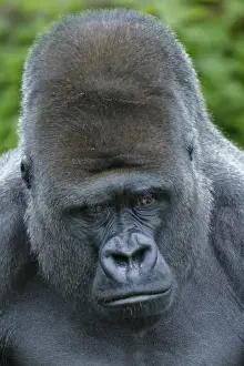 Western Lowland Gorilla (Gorilla gorilla gorilla) silverback adult male, close-up of head