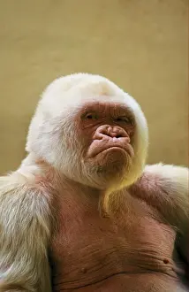 Western Lowland Gorilla (Gorilla gorilla gorilla) Snowflake, adult male, albino, close-up of head and chest