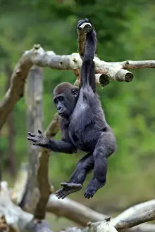 Western Lowland Gorilla (Gorilla gorilla gorilla) young, hanging from branch (captive)