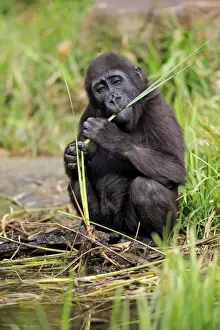 Western Lowland Gorilla (Gorilla gorilla gorilla) young, feeding on stem at edge of water (captive)