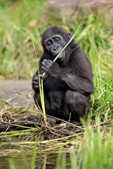 Western Lowland Gorilla (Gorilla gorilla gorilla) young, feeding on stem at edge of water (captive)