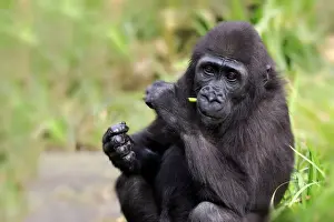 Western Lowland Gorilla (Gorilla gorilla gorilla) young, feeding on stem (captive)