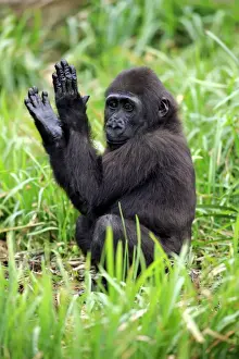 Western Lowland Gorilla (Gorilla gorilla gorilla) young, clapping hands, sitting on grass (captive)