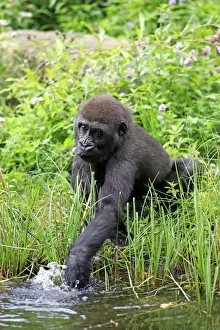 Western Lowland Gorilla (Gorilla gorilla gorilla) young, drinking, cupping water in hand (captive)