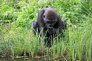 Western Lowland Gorilla (Gorilla gorilla gorilla) young, drinking, cupping water in hand (captive)