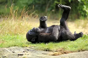 Western Lowland Gorilla (Gorilla gorilla gorilla) young, resting on back (captive)