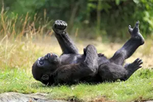 Western Lowland Gorilla (Gorilla gorilla gorilla) young, resting on back (captive)