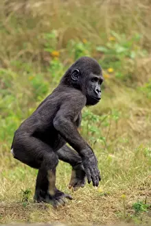 Western Lowland Gorilla (Gorilla gorilla gorilla) young, walking on grass (captive)