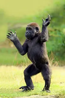 Western Lowland Gorilla (Gorilla gorilla gorilla) young, standing on grass (captive)