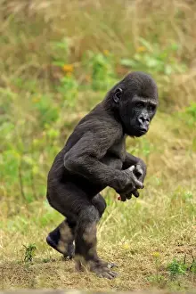 Western Lowland Gorilla (Gorilla gorilla gorilla) young, walking on grass (captive)