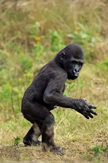 Special Prints: Western Lowland Gorilla (Gorilla gorilla gorilla) young, walking on grass (captive)