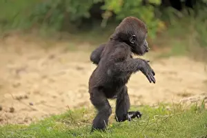 Western Lowland Gorilla (Gorilla gorilla gorilla) young, walking on grass (captive)