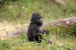 Western Lowland Gorilla (Gorilla gorilla gorilla) young, with stem in mouth, sitting on grass (captive)