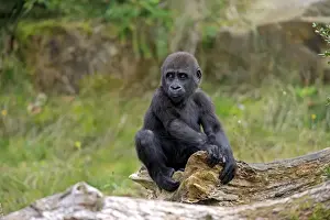 Western Lowland Gorilla (Gorilla gorilla gorilla) young, sitting on log (captive)