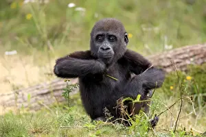Western Lowland Gorilla (Gorilla gorilla gorilla) young, sitting on grass (captive)